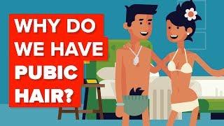 Why Do We Have Pubic Hair?