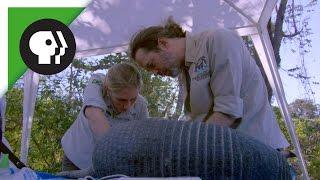 Vets Examine Giant Armadillo