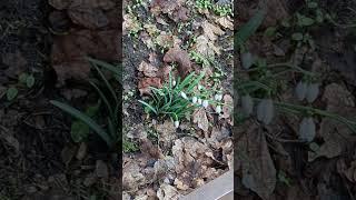 Schöne Schneeglöckchen blühten im Februar 