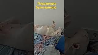 Бультерьер на подзарядке)