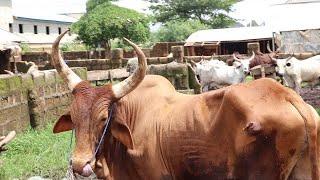 A VISIT 2 ONE OF THE TRUSTED LIVESTOCK DEALER @ ADUWAWA CATTLE MARKET, LATEST PRICE OF COW GOAT RAM