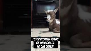 “Stop posting videos of your goats. No one cares”…NEVER #goats #babygoats #pets #shorts #animals