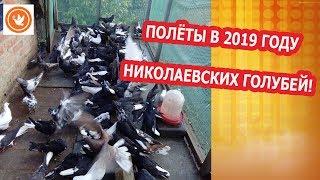 ПОЛЁТ В 2019 ГОДУ НИКОЛАЕВСКИХ ГОЛУБЕЙ.НА КАНАЛЕ ГОЛУБИ - НУТРИИ МАЦИНОВ!