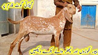 gillani goat farm par pure Nakoda aur jhalar wale bakre gillani goat farm