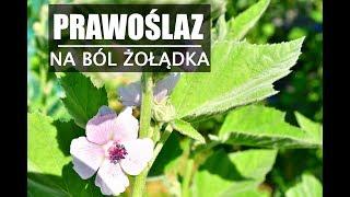 Zioło na ból żołądka, gardła i jelit - PRAWOŚLAZ