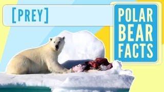 Polar Bear Facts - Prey - To The Arctic IMAX