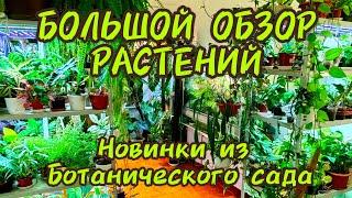 Большой ОБЗОР РАСТЕНИЙ /НОВИНКИ после адаптации из Ботанического сада