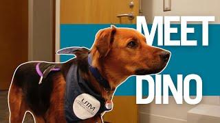 Meet Dino: UTM Career Centre ’s Beloved Therapy Dog | Paws & Unwind with the Career Centre