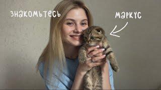 Влог: мы завели котенка