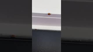 Lady Bugs Invade Home