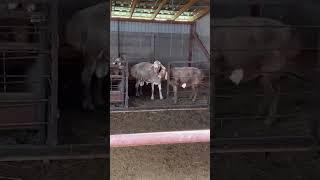 КОЧКОР ПО КЛИЧКЕ МОЩНЫЙ #arashan #gissar #sheep #бараны #мясо #овцы #shorts