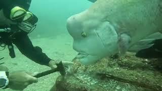 Big Fish | TikTok advanceaustraliafair
