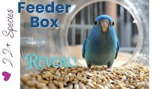 MUST HAVE! New Feeder Reveal! More Space! | #Parrotbliss #birds