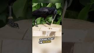 This is why crows are even smarter than we thought 