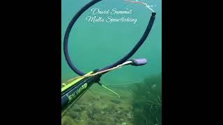 Finally a Seabass #spearfishing #pescasub #seafood #fish #pesca #fishing #diving #marine #viralshort