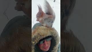 Белка на голове. Март / Squirrel on the head. March