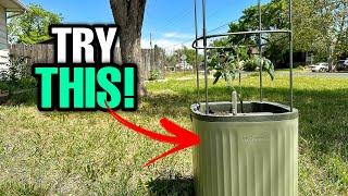 How To Grow A Tomato ANYWHERE You Live!