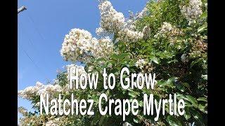 How to grow Natchez Crape Myrtle (White Flowering Crape Myrtle with Cinnamon-Brown Bark)