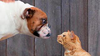  I'm not afraid of you!  Funny video with dogs, cats and kittens! 