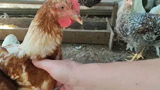 КАКОЙ ПОРОДЫ НАШ ПЕТУХ  СКОЛЬКО КУР ПОСАДИЛА В КЛЕТКУ  КУЧЕРЯЖКА В КАДРЕ  СБОР ЯИЦ 