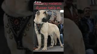 Dünyanın en büyük köpeği