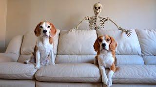 Scary Skeleton Vs Dogs : Funny Halloween Prank