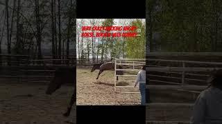 Very crazy bucking angry horse. Bucked with dummy #shorts #animals #horse
