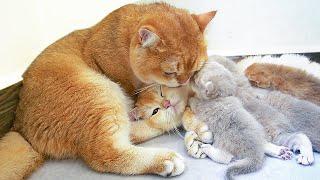 Four tiny kittens with their daddy and mommy. A happy cat family.