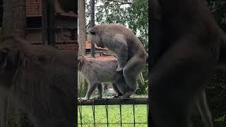 Monkeys fuxxing #monkey #love #sex #funny#lol #lovely