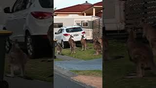 Man tapped a male kangaroo that put his claws around the neck of a female #australia