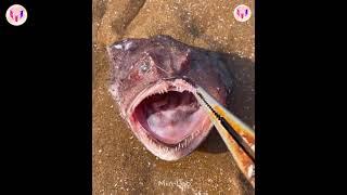 Catching Seafood  Deep Sea Octopus Catch Crab, Catch Fish   Tik Tok #97 mp4