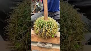 The process of removing thorns from a cactus