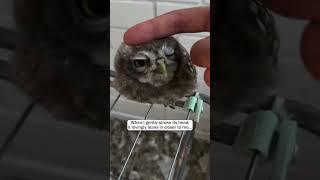 A Baby Owl Entered My House Unexpectedly… And Changed Everything! #wholesome #animals