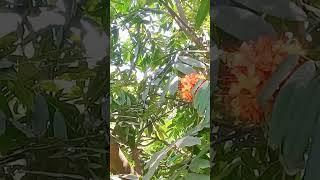 ranchi city|best park in ranchi#shortvideo #trending