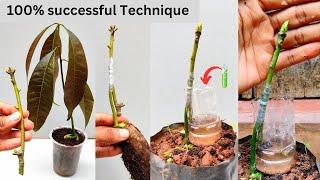 Mango stone grafting Contact grafting | How to graft mango tree #grafting