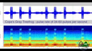Calling Gray Treefrogs