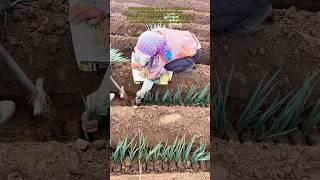 Transplanting Green Onions with an Innovative Tool #farming #farmer #work #agriculture