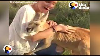 Kangaroo HUGS EVERYONE After Losing Her Family | The Dodo