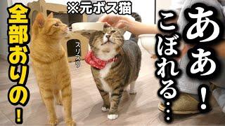 23歳一人暮らし。猫に似たアザラシに新しいふりかけをあげてみたら大興奮しちゃいました