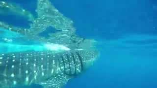 GoPro Snorkling with a Whaleshark