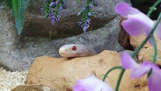 Slow Motion of My Blizzard Corn Snake Strike from last feed