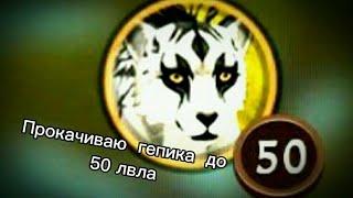 прокачка гепарда  до  50 уровня  в WildCraft!