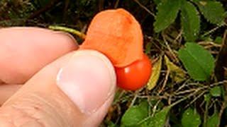 Съедобные растения. Физалис обыкновенный \ Physalis alkekengi