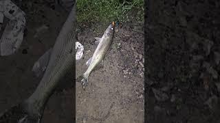 walleye fishing atwood lake ohio