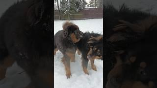 Бой собак монгольский банхар, проба сил // friendly dog fighting of the mongolian #bankhar