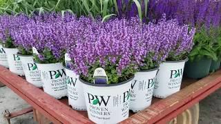 Best Perennials -  Nepeta Cat's Pajamas (Dwarf Catmint)