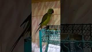 #youtubeshorts #youtube #reels #ringneckparrot #youtubereel  #natural #aanfransiska #beautiful