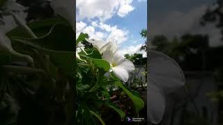 #terrace garden with anita#youtube short#filmorago #sky 