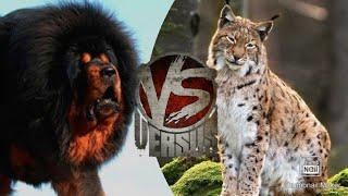 Тибетский мастиф против рыси//Animals Battle//Кто сильне?//