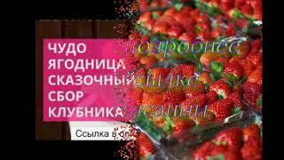 купить клубнику сказочный сбор в спб